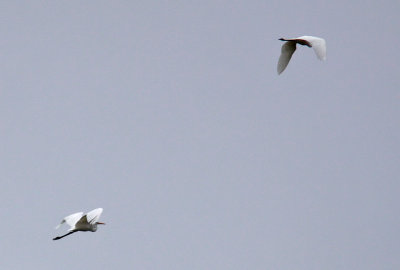Ägretthäger - Great Egret (Casmerodius albus)