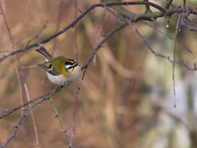 Brandkronad kungsfgel - Firecrest (Regulus ignicapillus)