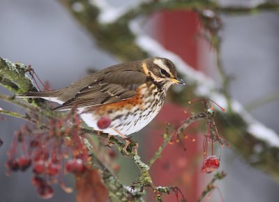 Rdvingetrast - Redwing (Turdus iliacus)