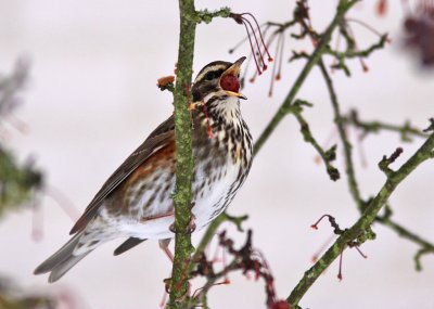 Rdvingetrast - Redwing (Turdus iliacus)