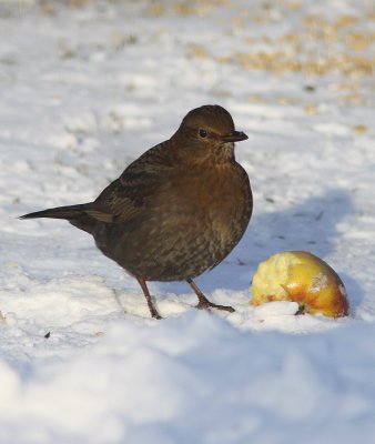 Koltrast - Blackbird (Turdus merula)