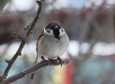 Tree Sparrow x House Sparrow