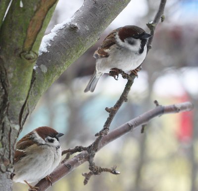 Tree Sparrow x House Sparrow