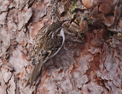 Trdkrypare - Treecreeper (Certhia familiaris)