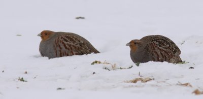 Rapphna - Partridge (Perdix perdix)