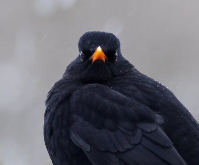 Koltrast - Blackbird (Turdus merula)