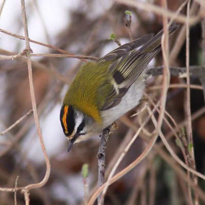 Brandkronad kungsfgel - Firecrest (Regulus ignicapillus)