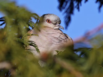 Turturduva - Turtle Dove (Streptopelia turtur)