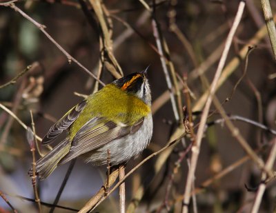 Brandkronad kungsfgel - Firecrest (Regulus ignicapillus)