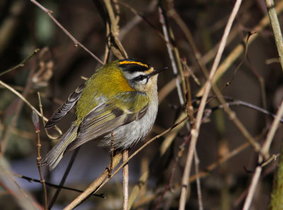 Brandkronad kungsfgel - Firecrest (Regulus ignicapillus)