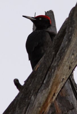 Spillkrka - Black Woodpecker (Dryocopus martius)