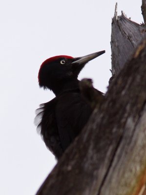Spillkrka - Black Woodpecker (Dryocopus martius)