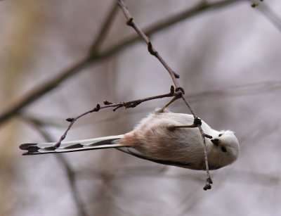 Stjrtmes - Long-tailed Tit (Aegithalos caudatus)