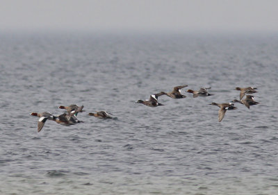 Amerikansk blsand - American Wigeon (Anas americana)