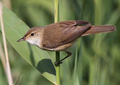 Rrsngare - Reed Warbler (Acrocephalus scirpaceus)