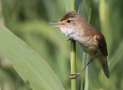 Rrsngare - Reed Warbler (Acrocephalus scirpaceus)