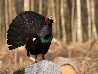 Tjder - Western Capercaillie (Tetrao urogallus)