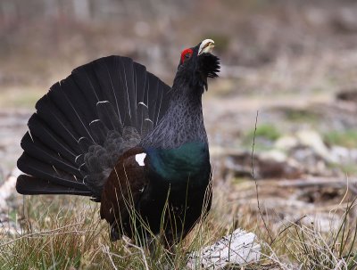 Tjder - Western Capercaillie (Tetrao urogallus)