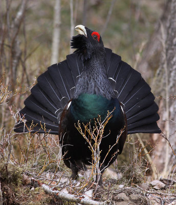 Tjder - Western Capercaillie (Tetrao urogallus)