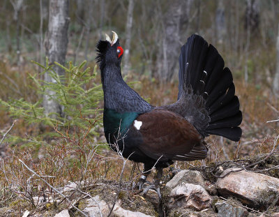 Tjder - Western Capercaillie (Tetrao urogallus)