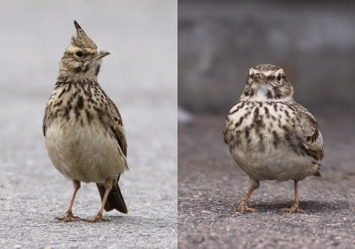 Tofslrka - Crested Lark (Galerida cristata)