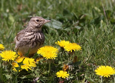 Tofslrka - Crested Lark (Galerida cristata)