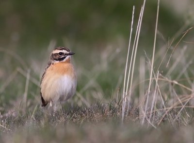 Buskskvtta - Whinchat (Saxicola rubetra)