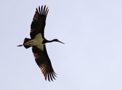 Svart stork - Black Stork (Ciconia nigra)