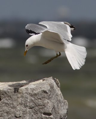 Fiskms - Common Gull (Larus canus)