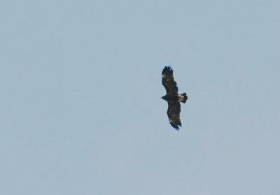 Större skrikörn - Spotted Eagle (Aquila clanga)