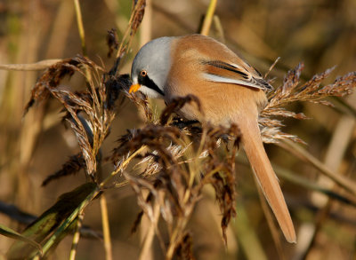 Skggmes - Bearded Parrotbill (Panurus biarmicus)