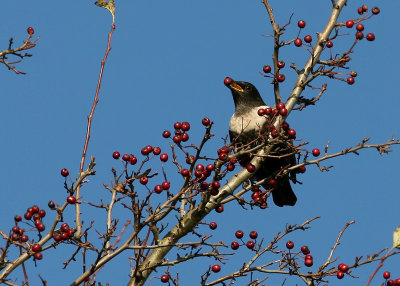 Ringtrast - Ring Ouzel (Turdus torquatus)