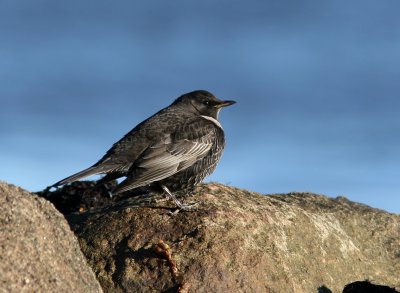 Ringtrast - Ring Ouzel (Turdus torquatus)