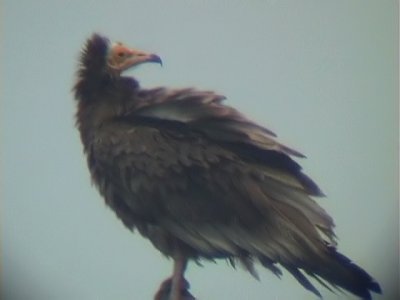 Smutsgam - Egyptian Vulture (Neophron percnopterus)