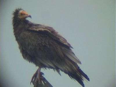 Smutsgam - Egyptian Vulture (Neophron percnopterus)