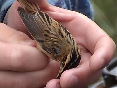 Vattensngare - Aquatic Warbler (Acrocephalus paludicola)