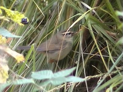 Videsngare - Radde's Warbler (Phylloscopus schwarzi)