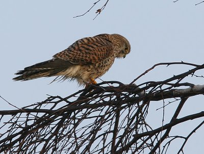 Tornfalk - Kestrel (Falco tinnunculus)