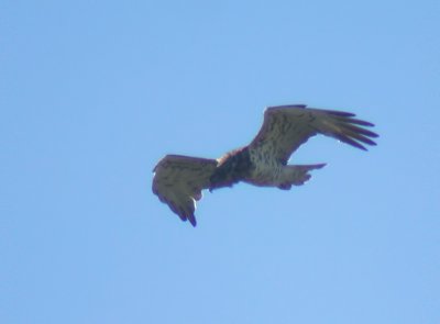 Ormrn - Short-toed Eagle (Circaetus gallicus)