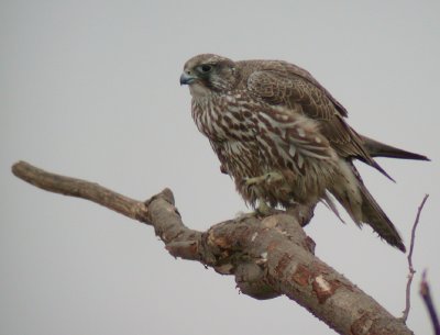 Jaktfalk - Gyr Falcon (Falco rusticolus)