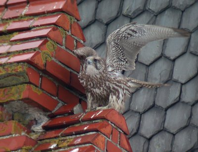 Jaktfalk - Gyr Falcon (Falco rusticolus)