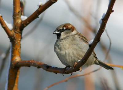 Grsparv - House Sparrow (Passer domesticus)