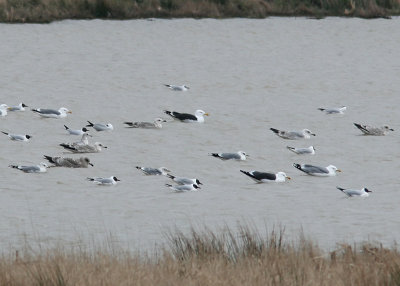 Gulls