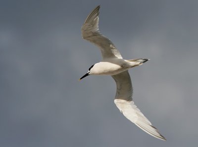 Kentsk trna - Sandwich Tern (Sterna sandvicensis)