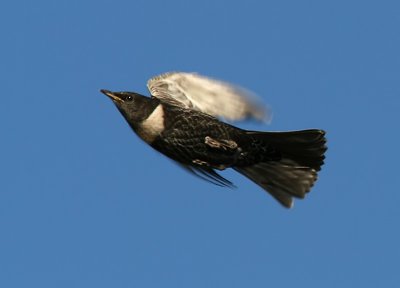 Ringtrast - Ring Ouzel (Turdus torquatus)