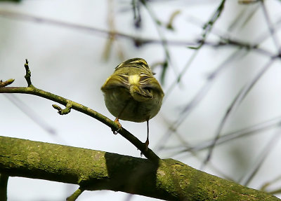 Kungsfgelsngare - Pallas's Warbler (Phylloscopus proregulus)