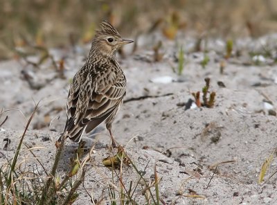 Snglrka - Skylark (Alauda arvensis)