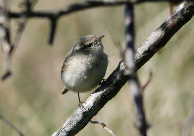 Bergstaigasngare - Humes Warbler (Phylloscopus humei)