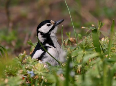 Strre hackspett - Great Spotted Woodpecker (Dendrocopos major)