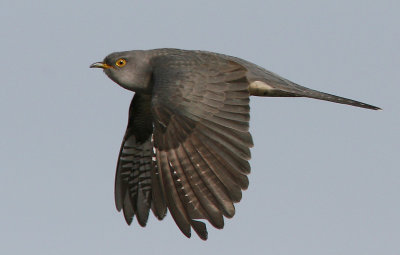 Gk - Cuckoo (Cuculus canorus)